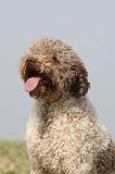 LAGOTTO 129